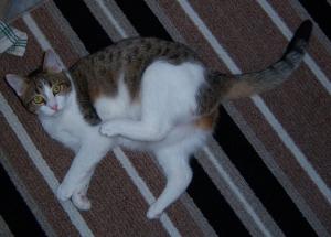 Hanging out in the kitchen.