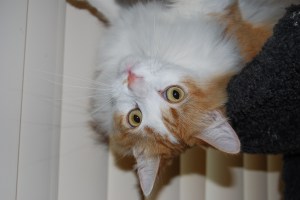 The view is different from the top of the cat tree...