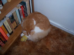 The little chick was his first toy...he still has it, even though it looks like a worn tennis ball now.