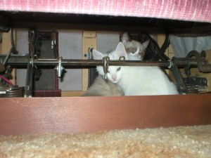 Under the chair...