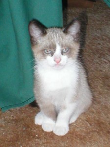 Pippin with attitude. 